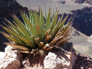 Grand Canyon 2010 026