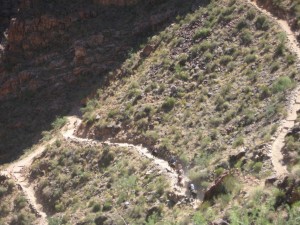 mules on trail